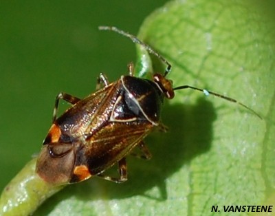 Deraeocoris flavilinea